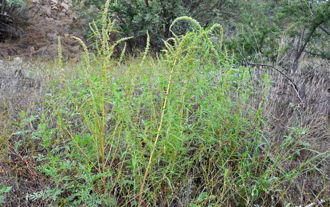 Amaranthus fimbriatus, Fringed Amaranth, Southwest Desert Flora